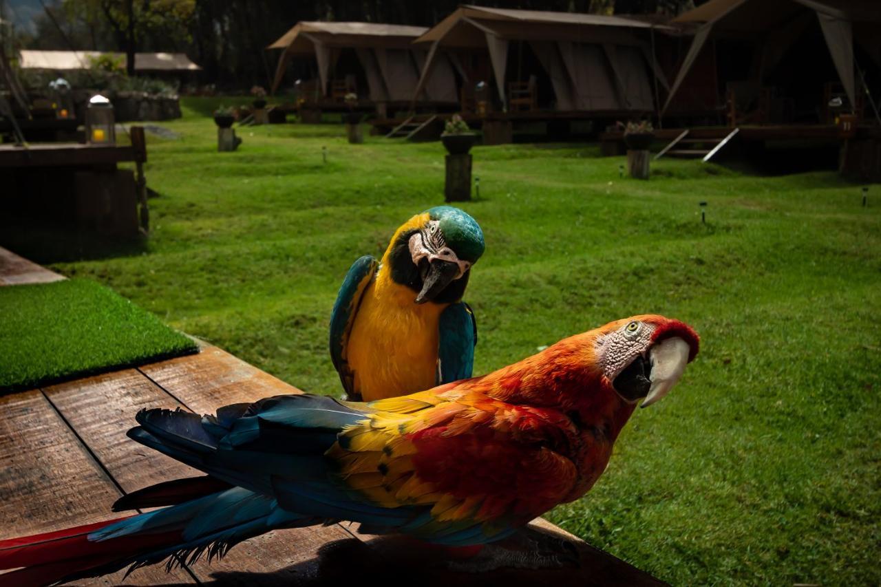 Glamping Chaska Ocupi Urubamba Exterior foto